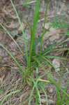 Bristly flatsedge